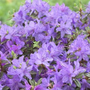 Rhododendron Saint Merryn