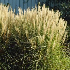 Miscanthus sinensis kleine Silberspinne 9 cm