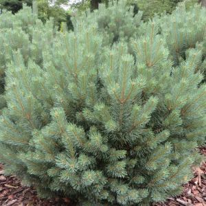 Pinus Sylvestris Watereri 14 cm pot