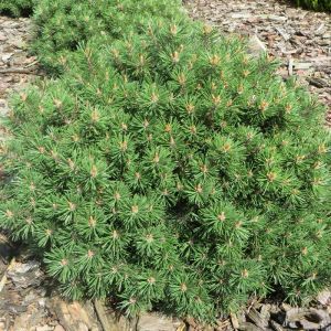 Pinus uncinata Horni Hazle 19 cm pot