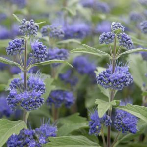 Caryopteris x clandonensis 'Heavenly Blue' P9