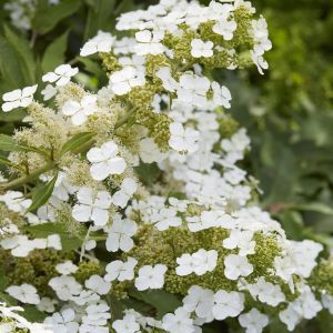 Hydrangea quercifolia Ice Crystal12 cm