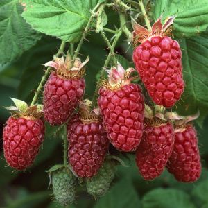 Rubus idaeus Glen Ample 17 cm pot