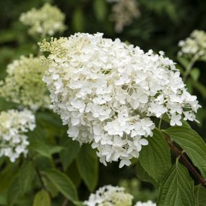 Hydrangea paniculata Little Lime 9 cm pot