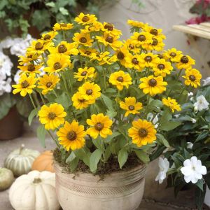 Rudbeckia fulgida Gold Sturm 9 cm