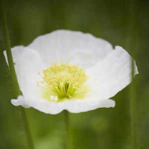 Papaver nudicaule Pop up White 15cm pot