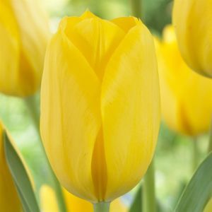 Tulipa Conqueror