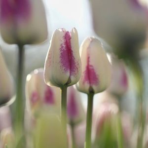Tulip Fosteriana Flaming Purissima 11/12
