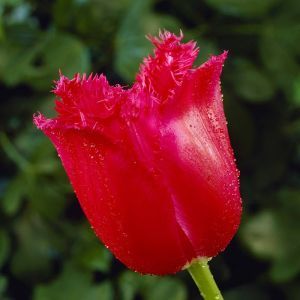 Tulip fringed Burgundy Lace 11/12 cm