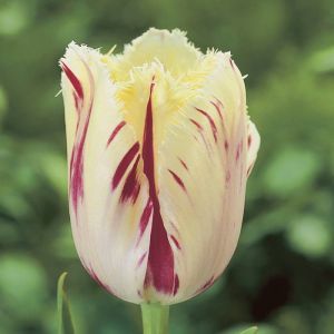 Tulip fringed Carrousel 11/12 cm