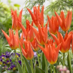 Tulipa Lilyfire