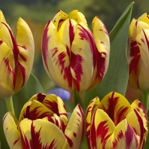 Tulip triumph Grand Perfection 11/12 cm