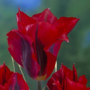 Tulip viridiflora Esperanto 11/12 cm
