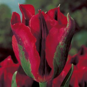 Tulip viridiflora Hollywood 11/12 cm