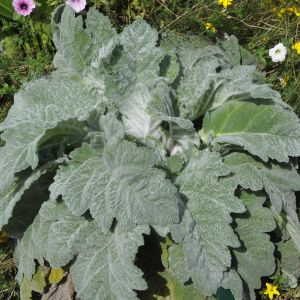 Salvia nemorosa Mainacht 9 cm