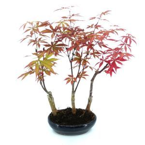 Bonsai Acer atropurpureum Forest  15 cm pot