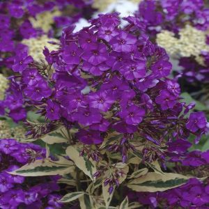 Phlox paniculata Purple 14 cm