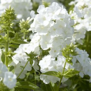 Phlox paniculata White 14 cm