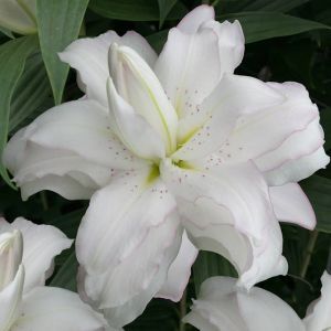 Lilium Oriental Lotus beauty 12/14