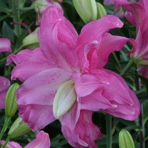 Lilium Oriental  Lotus Joy 12/14