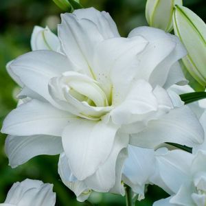 Lilium Oriental  Lotus Pure 12/14