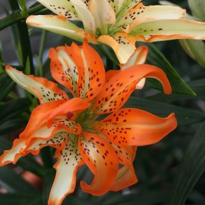 Lilium Double flowering Must See 12/14 x 3
