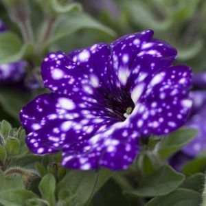 Petunia Cascadia Sky Family 10cm pot