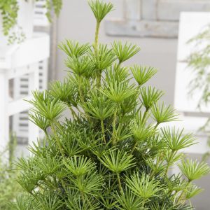 Sciadopitys verticillata 9 cm pot