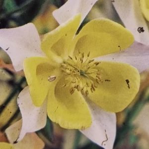 Aquilegia caerulea Yellow 17 cm pot
