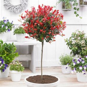 Standard Photinia Red Robin