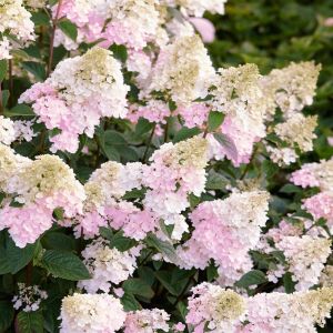 Hydrangea paniculata Sundae frase 9 cm pot