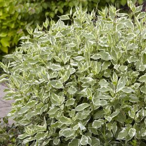 Cornus alba Elegantissima 9 cm pot