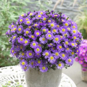 Aster dumosus'Lady in blue' 9 cm pot