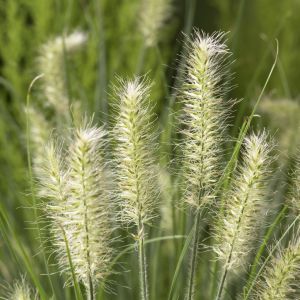 Pennisetum alopecuroides Little Bunny  9 cm