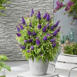 Buddleja davidii butterfly candy little Purple 9 cm