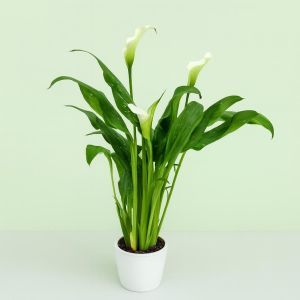 Zantedeschia Wit Studio