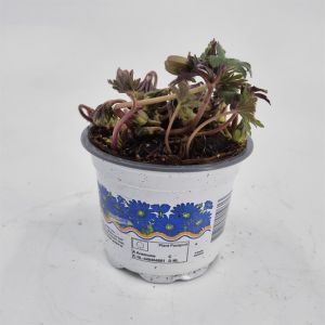 Anemone Blanda Blue Shade 9 cm pot