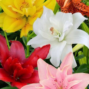 Asian lilies double flowered mixed 12/14