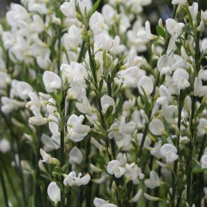 Cytisus White Lion 13 cm pot
