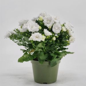 Campanula White Like Mee