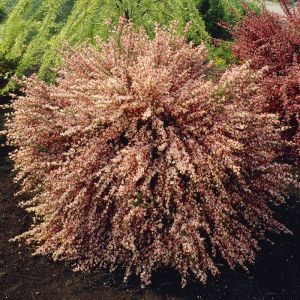 Cytisus Pink Broom Zeelandia P9