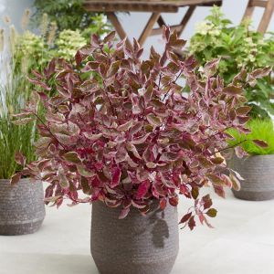 Cornus Alba miracle 9 cm pot