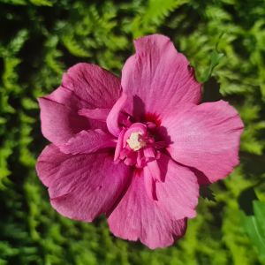 Hibiscus Syriacus Flower Tower Ruby 9 cm pot