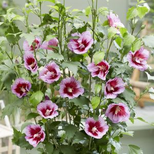 Hibiscus Syriacus Flower Tower Purple 9 cm pot