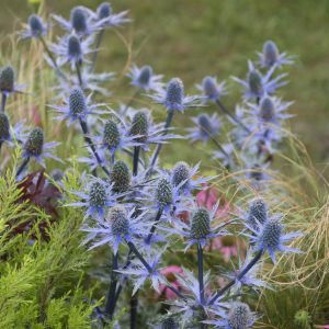 Eryngium planum Blaukappe 9 cm