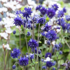 Aquilegia Blue Barlow