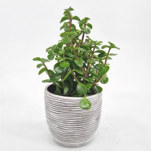 Portulacaria afra