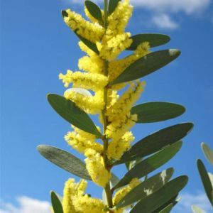 Acacia Retinoides Mimosa 9 cm pot