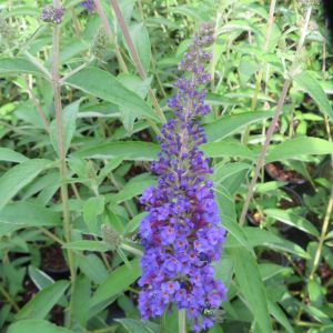 Buddleja davidii Empire Blue 9 cm