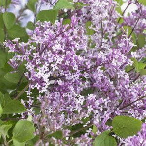 Syringa meyeri Flowerfesta Purple 9 cm pot
